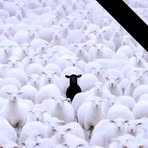 Profile Picture of David Shammah (@David-Shammah) on Facebook