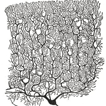 Profile Picture of Jesse Gilmer (@ParallelFibers) on Twitter