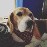 Profile Picture of Damien 🌹 Nash (@damesrosalie) on Instagram