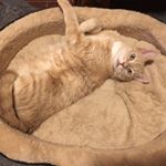 Profile Picture of JLACF - Dr. Joshua Lachowicz (@jlacf) on Instagram