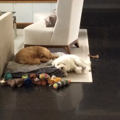 Profile Picture of Stacey Leibowitz (@momofsml) on Twitter