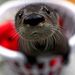 Profile Picture of Markus Knüpfer (@markusknpfer) on Pinterest