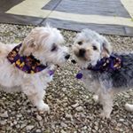Profile Picture of Traci (@tlowery66) on Instagram