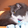 Profile Picture of Mel Steele (@(: mel :)) on Flickr