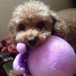 Debbie Kong - Instagram Profile Picture of Debbie Kong (@siudeb318) on Instagram