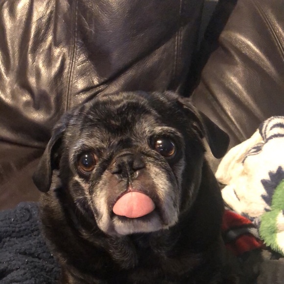 Profile Picture of Danielle Mahlert (@dmahlert) on Poshmark