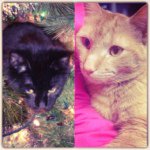 Profile Picture of Crosby & Ginger (@gingercroz) on Instagram