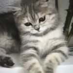 Profile Picture of Jacqueline Strasser-Renfer (@schaggi_insta) on Instagram