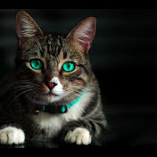 Profile Picture of Roy Tong (@roytong169) on Youtube