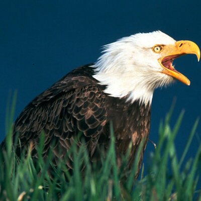 Profile Picture of Cory Lakey Junior (@CoryLJunior) on Twitter