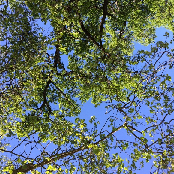 Profile Picture of Camille Mavis (@cmmoonbeem) on Poshmark