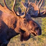 Profile Picture of Jeffrey Smith (@mr_moose_63577) on Instagram