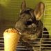 Profile Picture of Csincsi Pufi (@csincsi.pufi) on Facebook