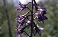 Profile Picture of Delphinium glaucumon Wikipedia