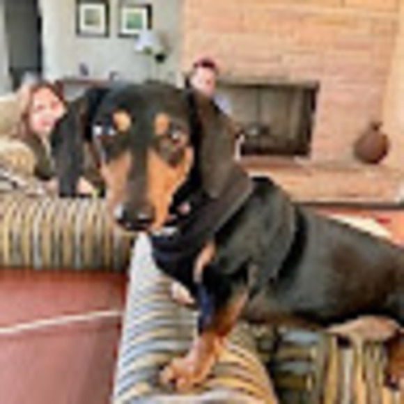 Profile Picture of Liz Sagal (@liz_sagal) on Poshmark