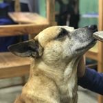 Profile Picture of Perro de la Escuela (@elperropeter) on Instagram