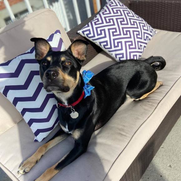 Vanessa Sarro - Poshmark Profile Picture of Vanessa Sarro (@silvervanny) on Poshmark