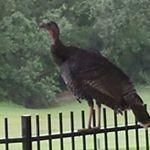 ronald.dudleydoright - Instagram Profile Picture of ronald.dudleydoright (@ronald.dudleydoright) on Instagram