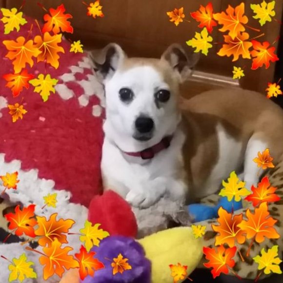 Profile Picture of Jak Pearn (@anasazi34) on Poshmark