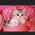 Profile Picture of Chloe Leigh Powers (@chloepowers1234) on Instagram