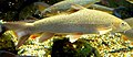 Profile Picture of Barbel (fish) - Wikipediaon Wikipedia