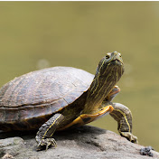 Profile Picture of John Laurens (@johnlaurens1282) on Youtube