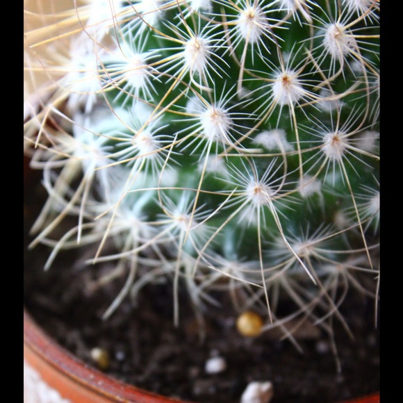 Profile Picture of Sarah Zuerlein (@zuergirl) on Poshmark