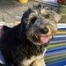 Profile Picture of Deb Dobbs (@deborahleadobbs) on Pinterest