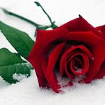 Profile Picture of Alan Askandari (@alan.askandari) on Facebook