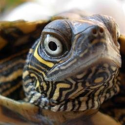 Profile Picture of Mrs. Emily Hixson (@MrsEHixson) on Twitter