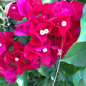 Profile Picture of Alice Kuo (@aria4alice) on Youtube