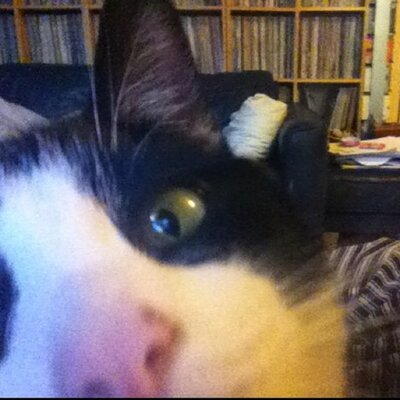 Profile Picture of Thomason M Buscuit (@ThomasonRS) on Twitter