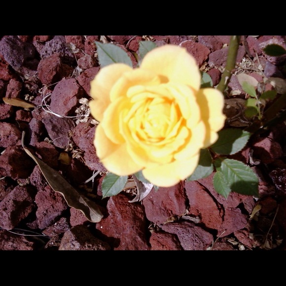 Profile Picture of Polly Shefman (@pkshefman) on Poshmark