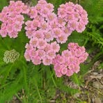 Profile Picture of Jihoo Ahn (@Jihoo-Ahn) on Facebook