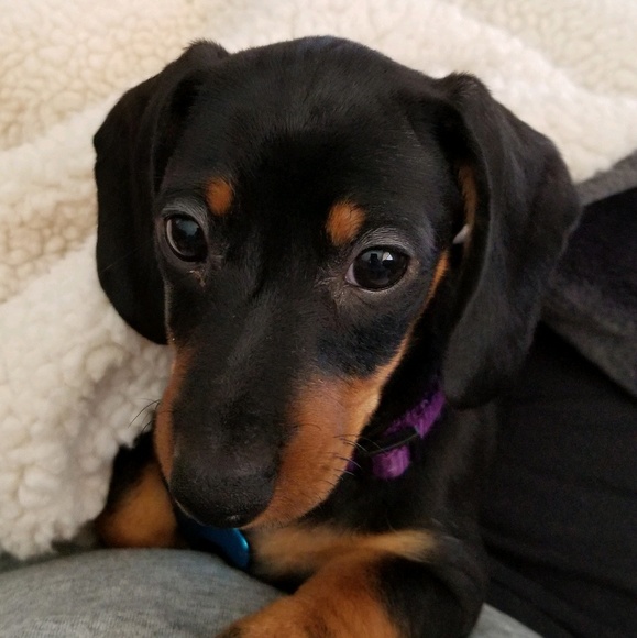 Profile Picture of Erica Turok (@ebturok) on Poshmark