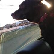 Profile Picture of April Colegrove (@dolphin0328) on Pinterest
