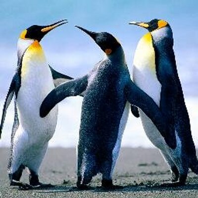 Profile Picture of Howard Cramer (@ch2day2012) on Twitter