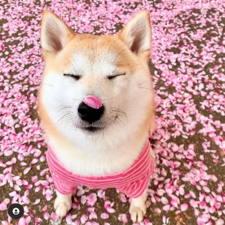 Yolanda.Mathis - Tiktok Profile Picture of Yolanda.Mathis (@nfjrv7) on Tiktok