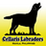 Profile Picture of Ricardo Lazaro, Jr. (@cellaris labradors) on Flickr