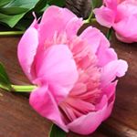 Profile Picture of Jules Brown (@julesbrown4437) on Instagram