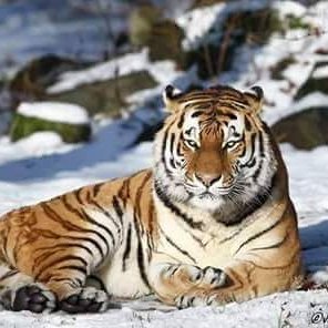 Profile Picture of Kévin Banas (@kevin89banas) on Twitter