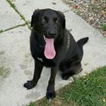 Profile Picture of Corey Samson (@corey_the_labinois) on Instagram