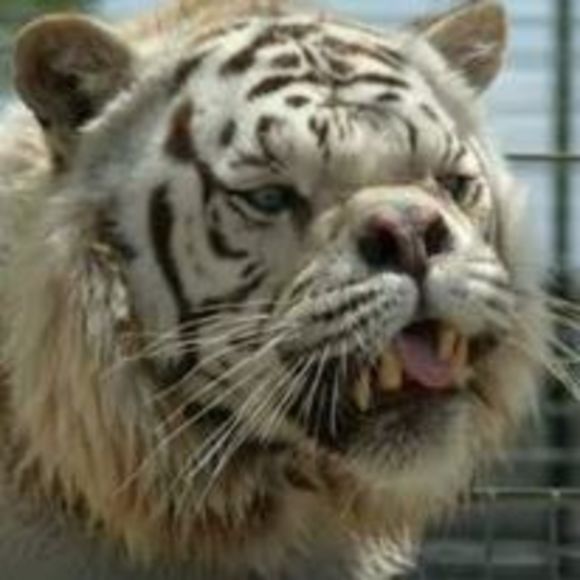 Profile Picture of Brynt Cagalawan (@scucumchuck) on Poshmark