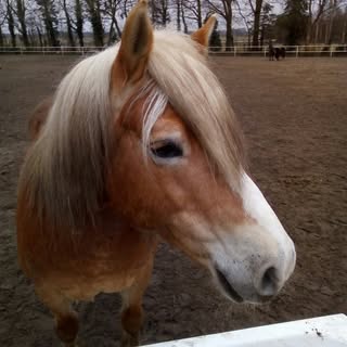 Profile Picture of lisa schwer (@schwerlisa) on Instagram