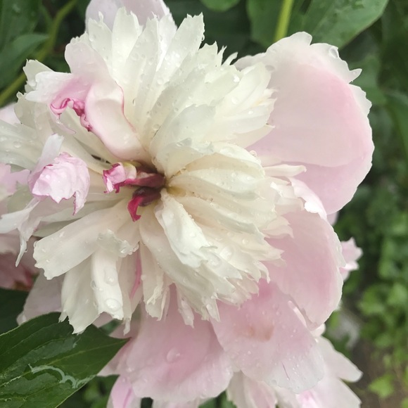 Lee Leissring - Poshmark Profile Picture of Lee Leissring (@leeleissring) on Poshmark