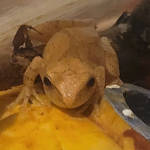 Profile Picture of krystallowery219 (@krystallowery219) on Tiktok