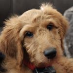 Profile Picture of Countryman Dogs (@bacon_olive_bruce_biscuit) on Instagram