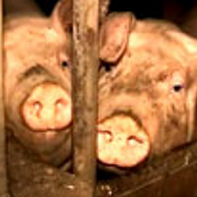 Profile Picture of Dylan Bland (@saveourbacon) on Twitter