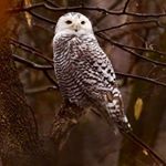 Profile Picture of Doug Thomas (@photographybydougt) on Instagram