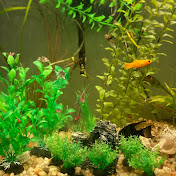 Profile Picture of Blake’s Fish Adventure (@Samsterboi6) on Youtube